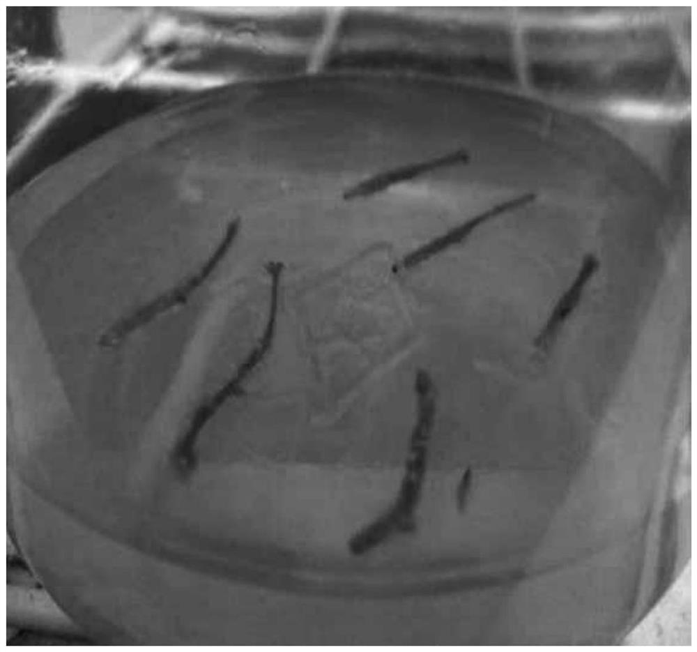 A kind of method of tissue culture of Vaccinium camphora with stem segment as explant