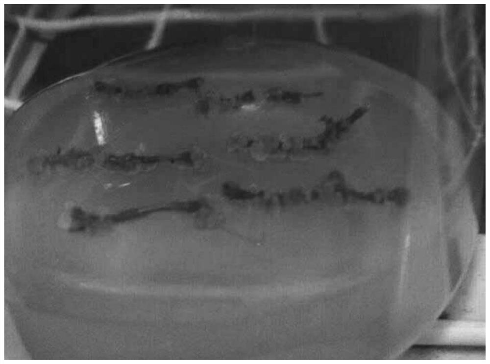 A kind of method of tissue culture of Vaccinium camphora with stem segment as explant