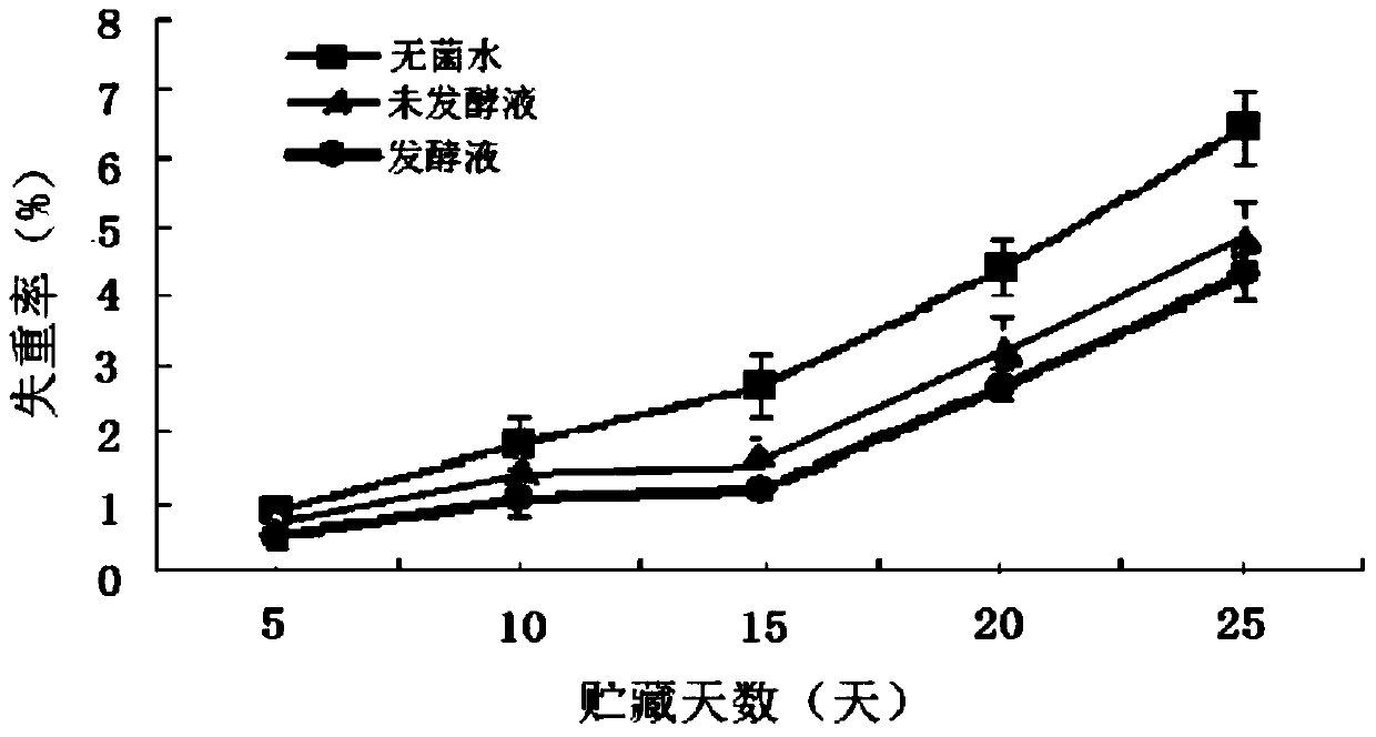 The application of kudzu root product fermented by S. coronis ls1 strain in cherry tomato preservation