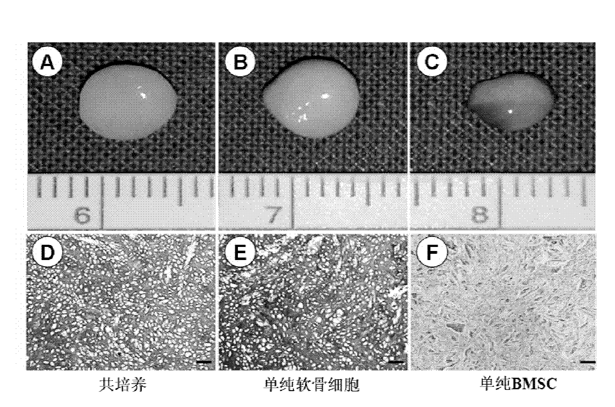 Human residual ear cartilage stem cells, and method for constructing tissue engineering cartilages