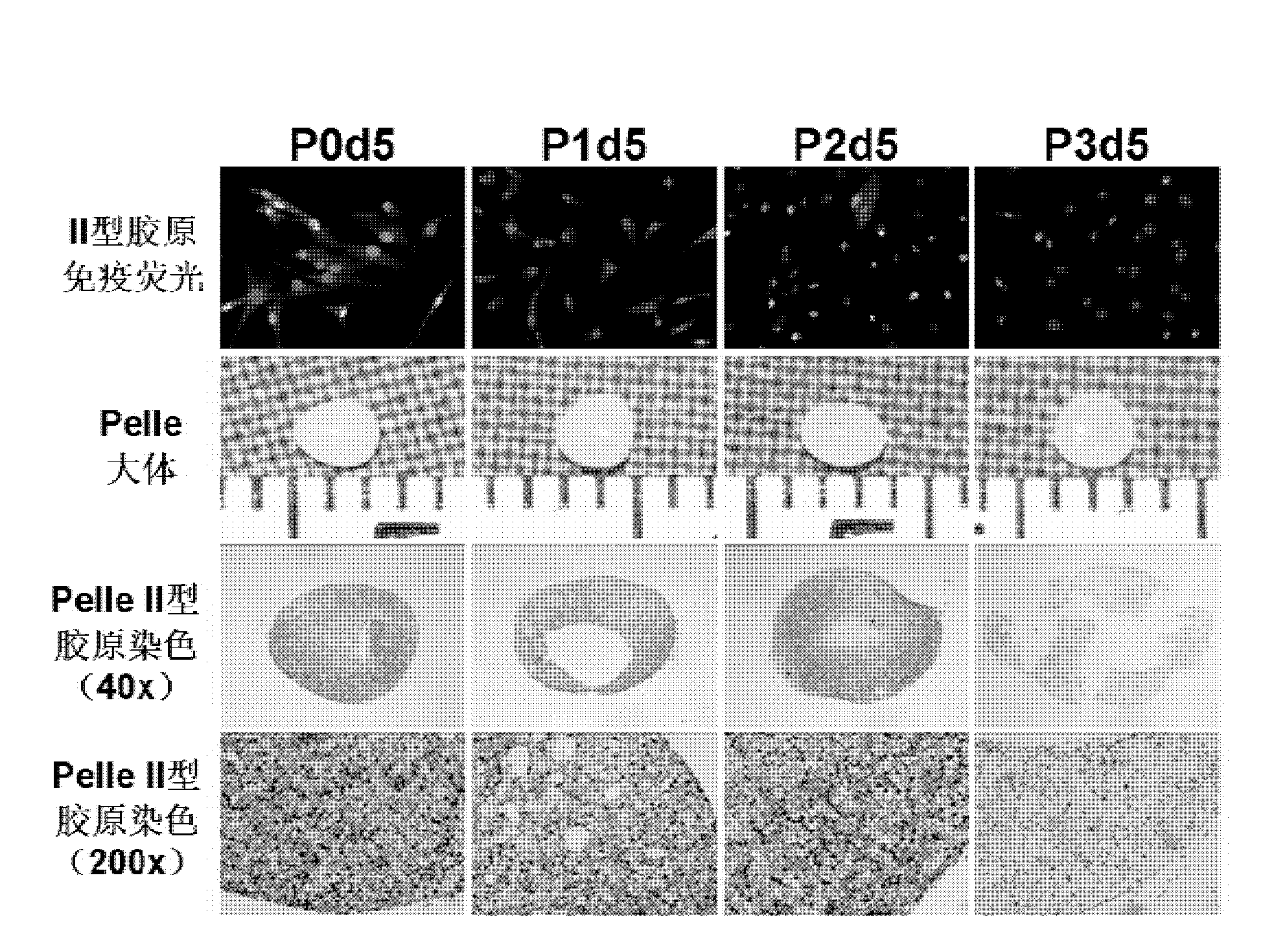 Human residual ear cartilage stem cells, and method for constructing tissue engineering cartilages