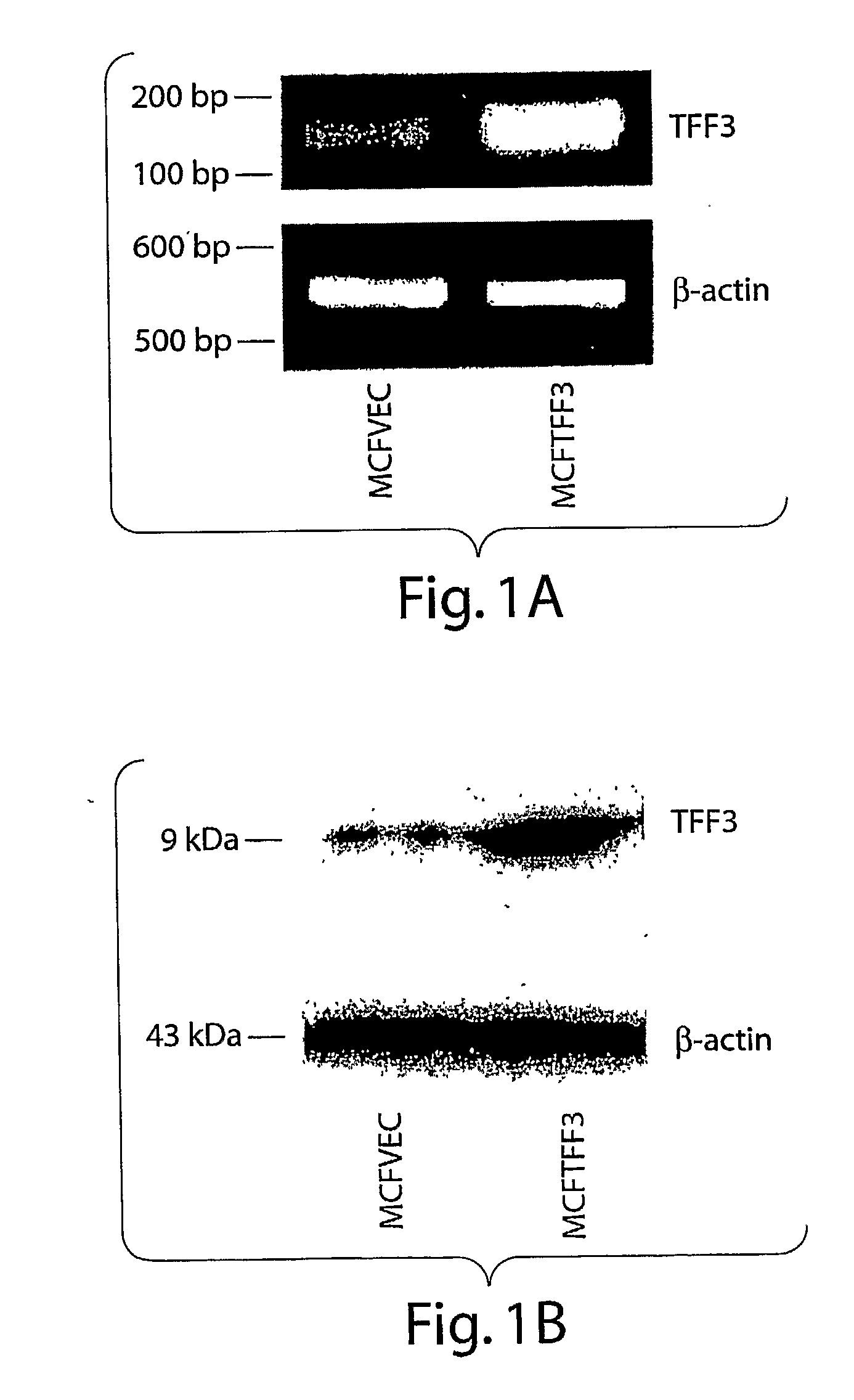 Trefoil Factors and Methods of Treating Proliferation Disorders Using Same