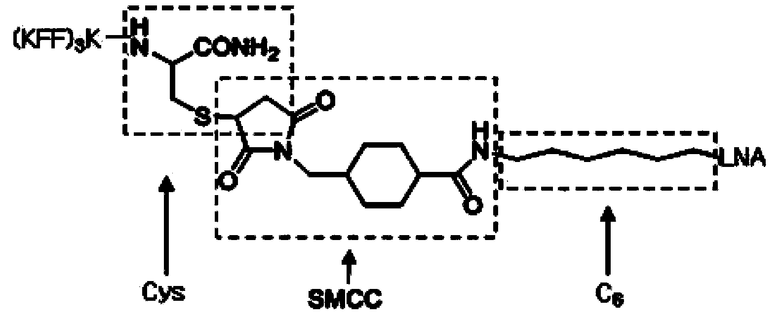 Transmembrane peptide-mediated antisense antibacterial agent and preparation method and application thereof