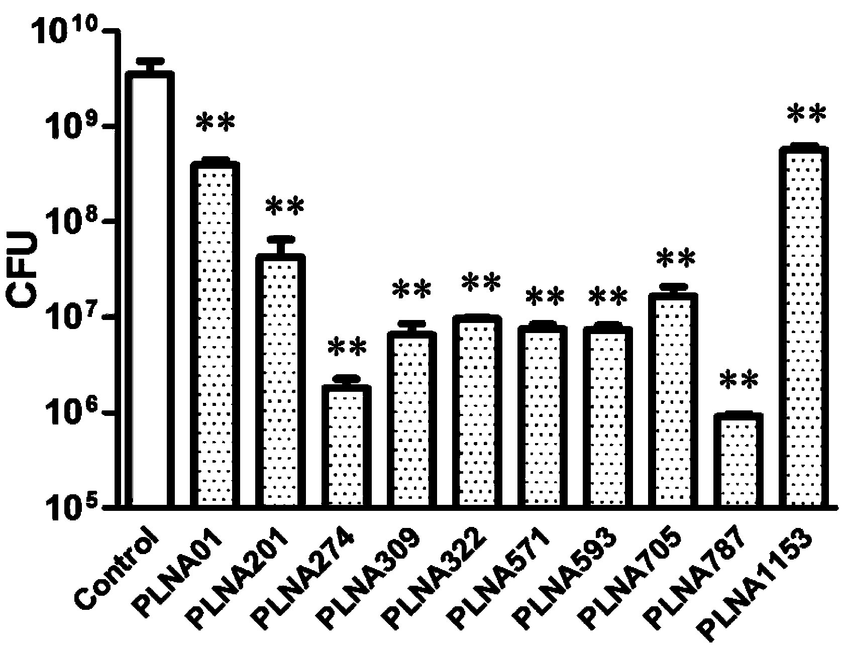 Transmembrane peptide-mediated antisense antibacterial agent and preparation method and application thereof