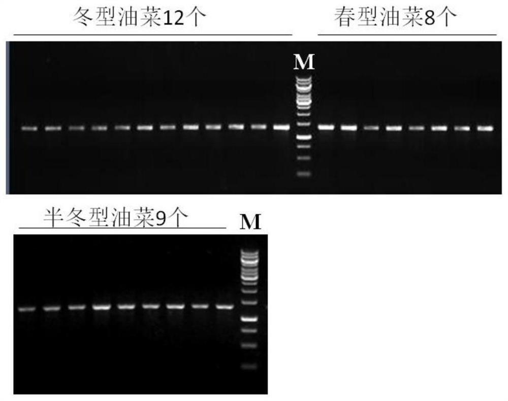 A Molecular Marker for Controlling Flowering Period of Brassica napus and Its Application