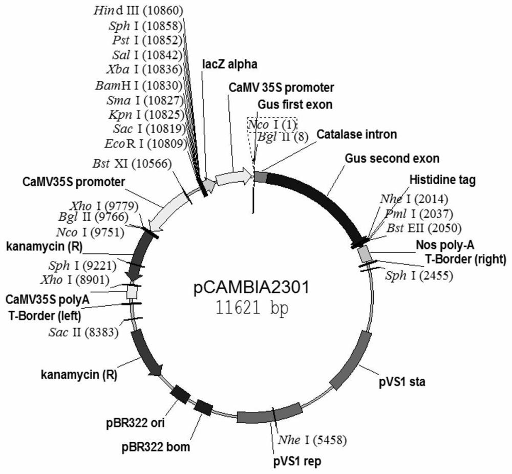 A Molecular Marker for Controlling Flowering Period of Brassica napus and Its Application