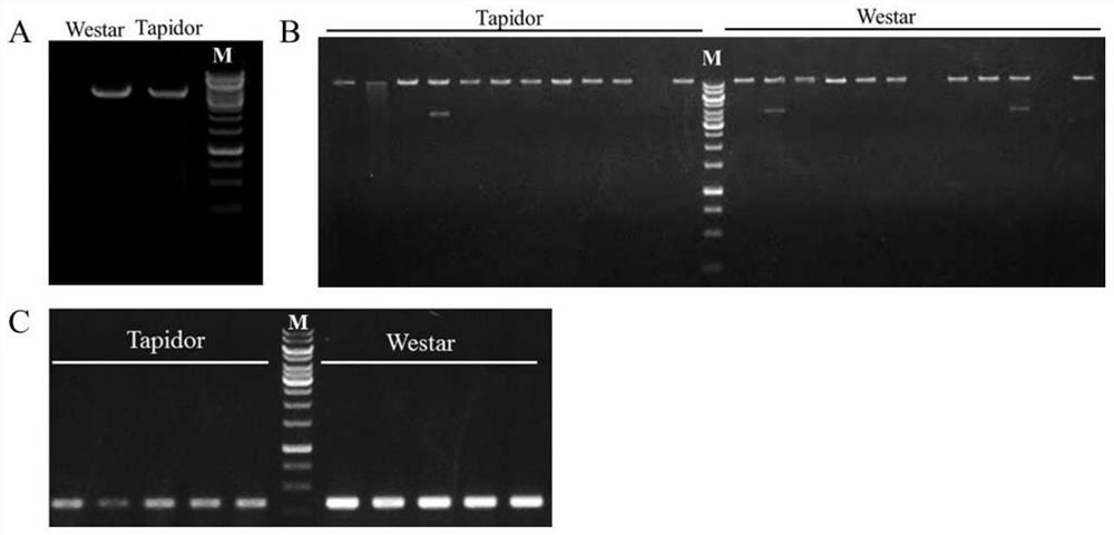 A Molecular Marker for Controlling Flowering Period of Brassica napus and Its Application