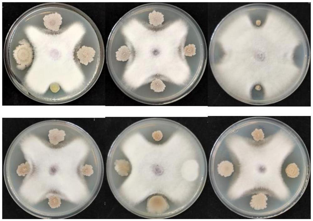 Bacillus siamensis YW17 strain, biocontrol inoculant and application of bacillus siamensis YW17 strain in prevention and control of soil-borne diseases and/or promotion of plant growth