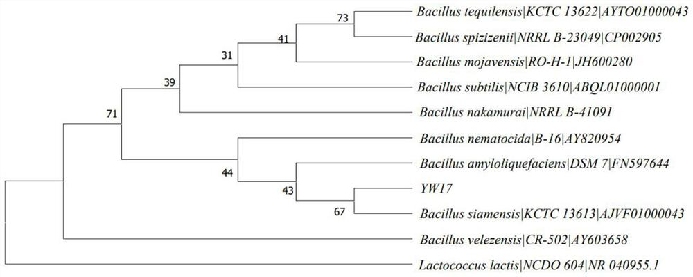 Bacillus siamensis YW17 strain, biocontrol inoculant and application of bacillus siamensis YW17 strain in prevention and control of soil-borne diseases and/or promotion of plant growth