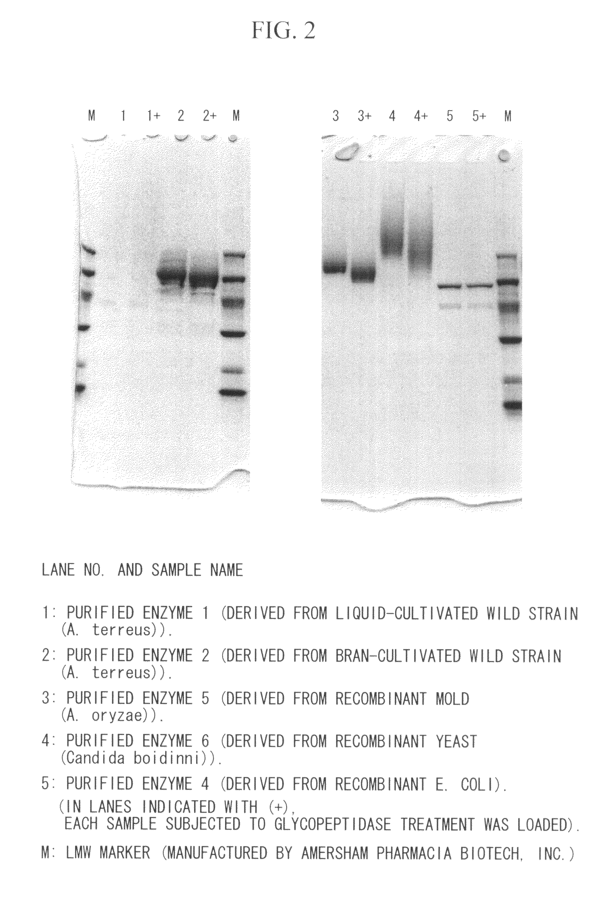 Coenzyme-linked glucose dehydrogenase and polynucleotide encoding the same