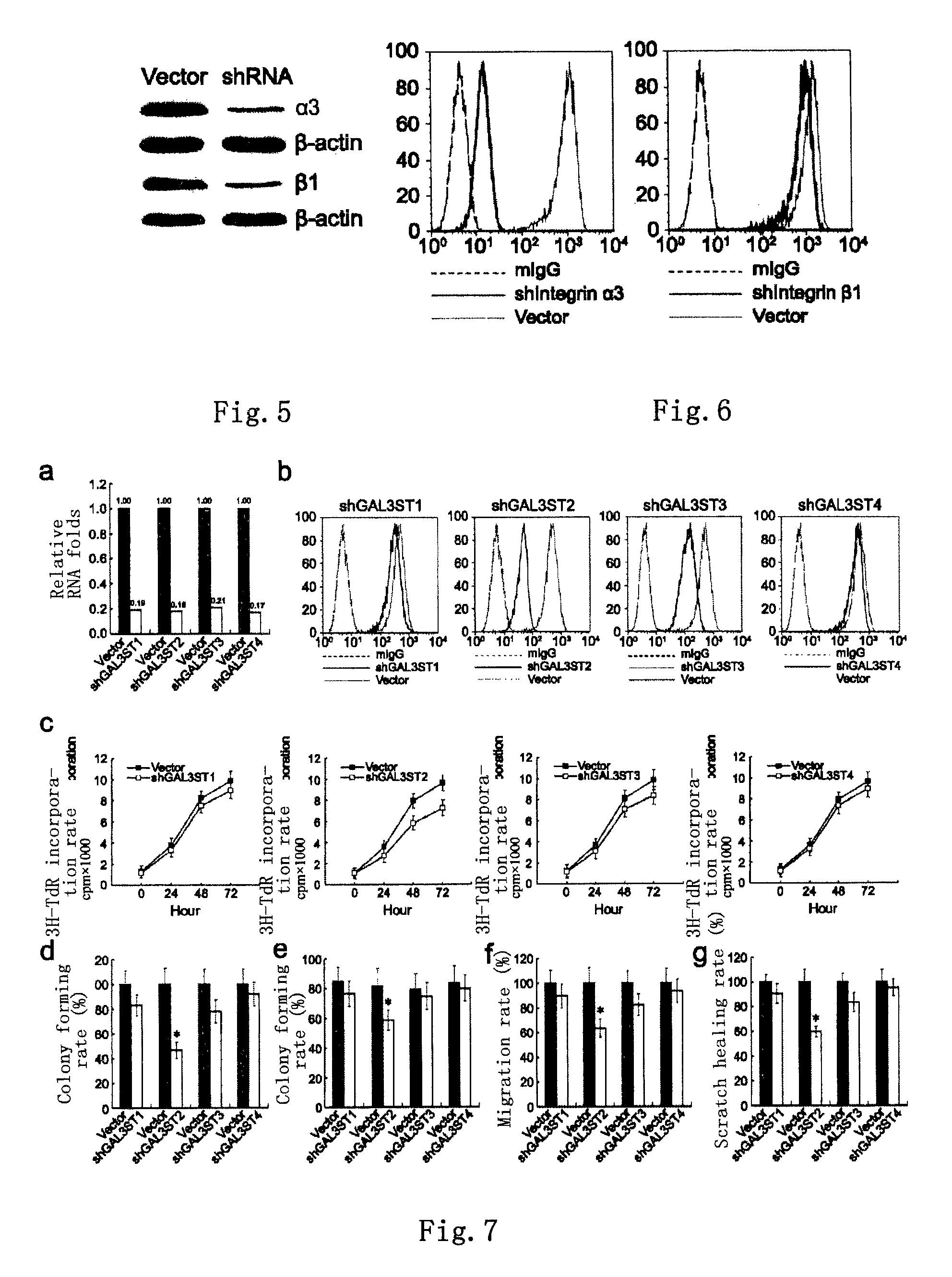 Bladder cancer tumor marker, antibody and use thereof