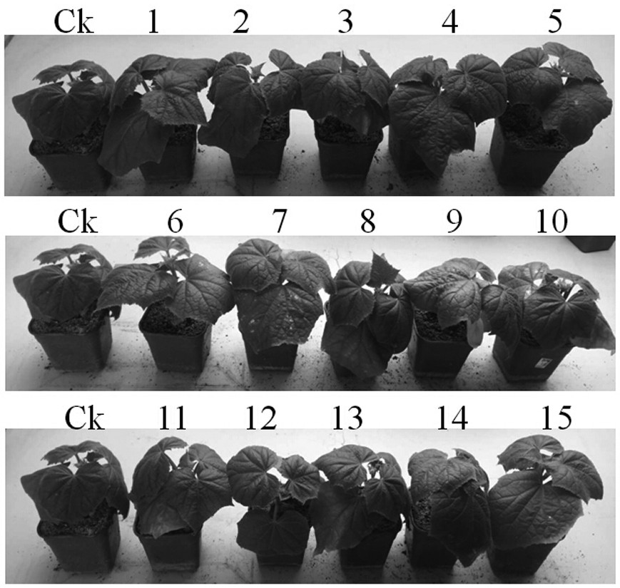 A kind of trichoderma fermentation substrate based on monosodium glutamate waste liquid and its application