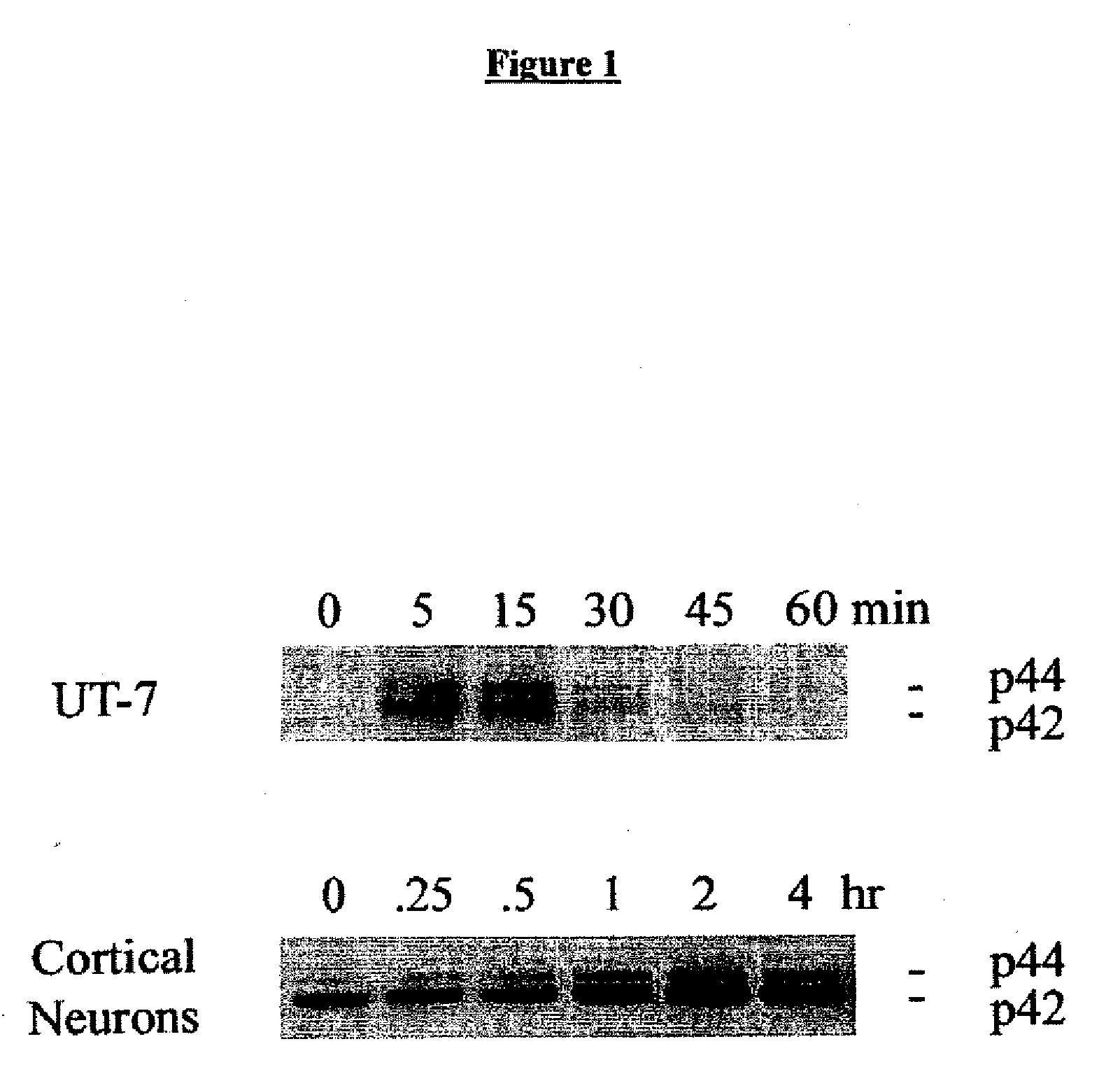 Methods for shp1 mediated neuroprotection