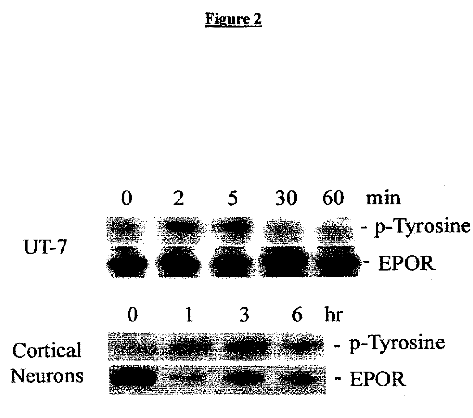 Methods for shp1 mediated neuroprotection
