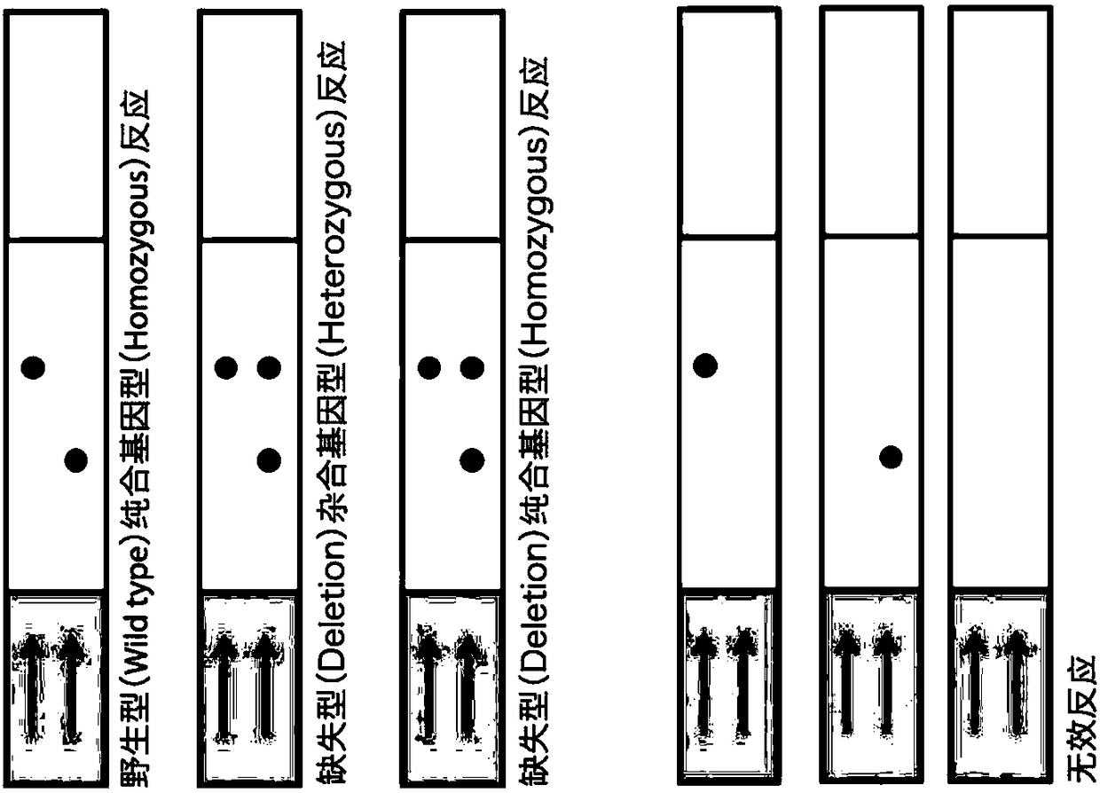 Primer, reagent kit and detection method of detecting short spine syndrome of dairy cattle