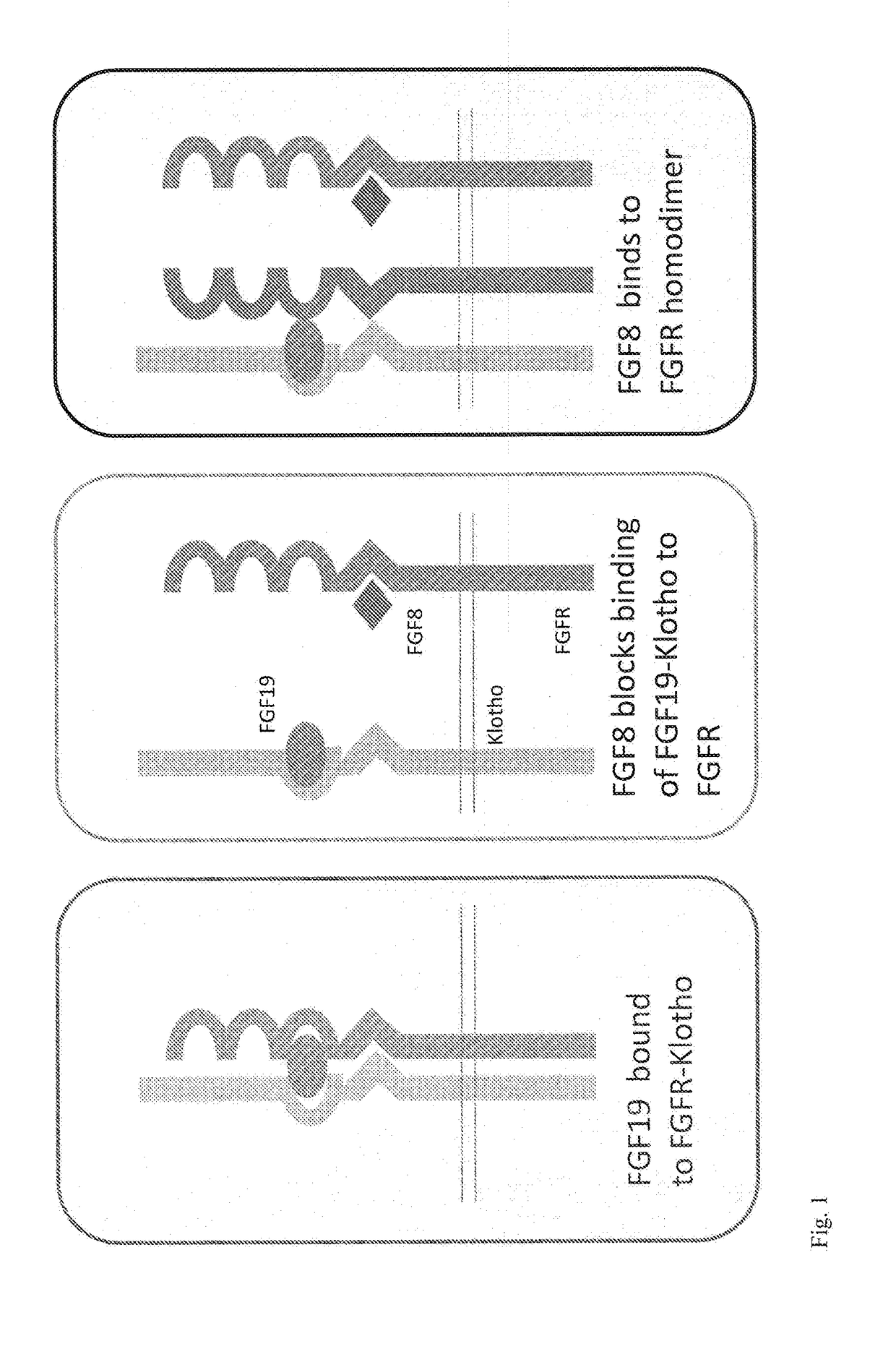 Fgf receptor ligands for treating diabetes and obesity