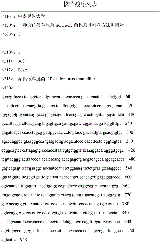 Pseudomonas monteilii SCUEC2 strain, screening method and application thereof