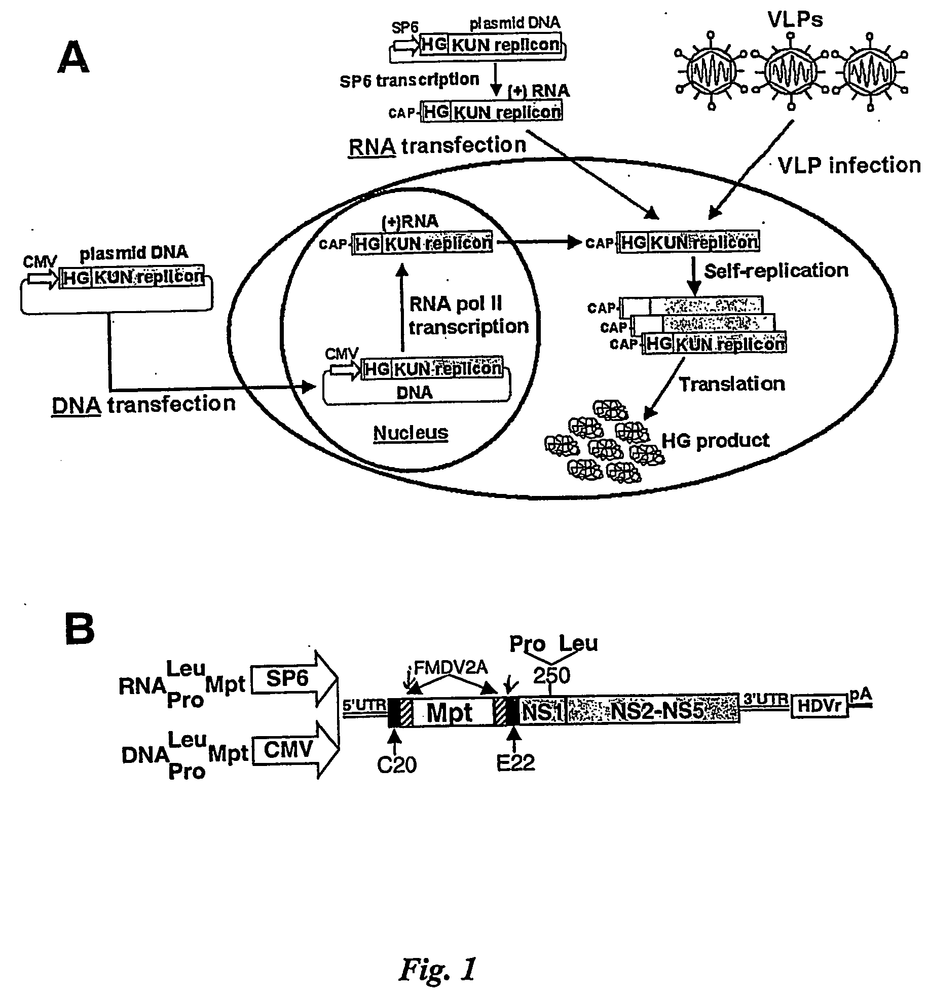 Flavivirus vaccine delivery system