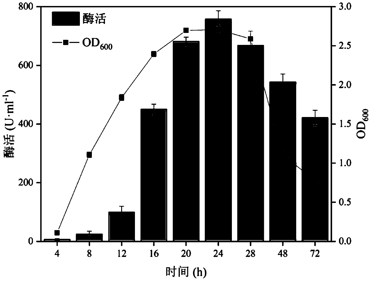 Strain SH-1 producing alginate lyase and application thereof