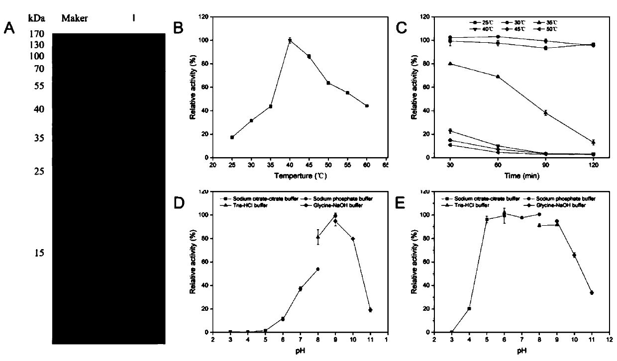 Strain SH-1 producing alginate lyase and application thereof