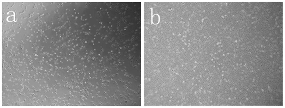 Method for culturing pig hair papilla cells