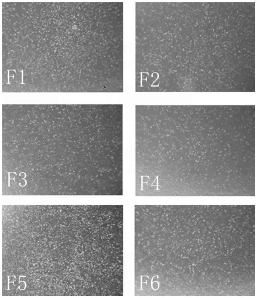 Method for culturing pig hair papilla cells