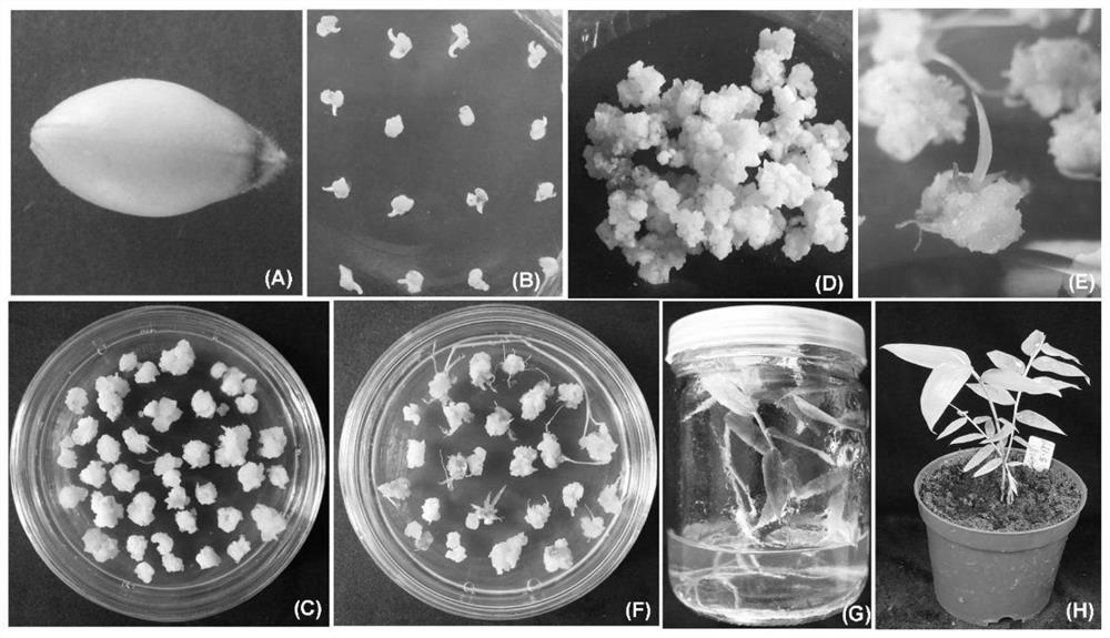 A kind of method for in vitro regeneration of immature embryos of hemp bamboo