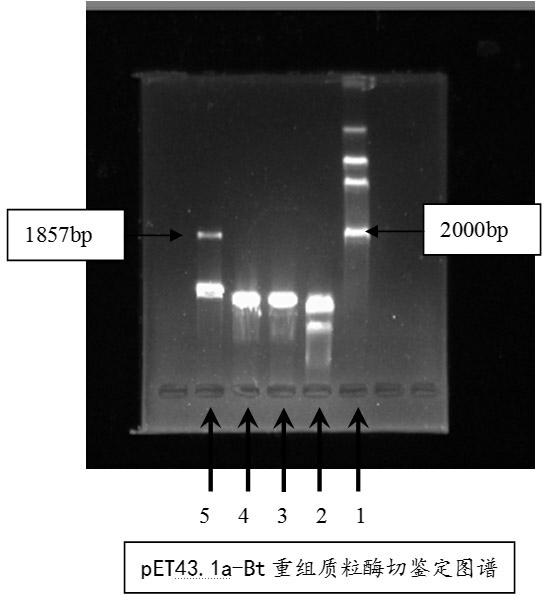 Expression system of bacillus thur ingiens (Bt) insecticidal protein Cry1Ac-a