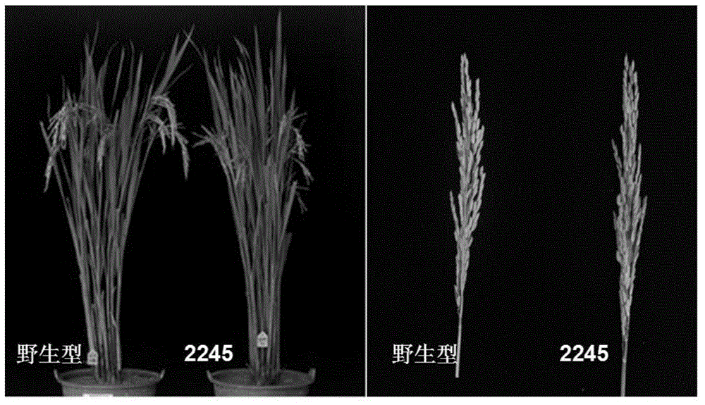 Rice CYP704B2 gene mutant, as well as molecule identification method and applications thereof
