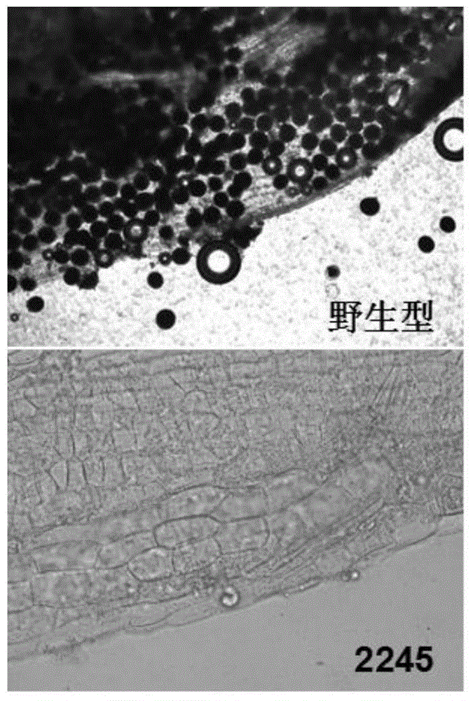 Rice CYP704B2 gene mutant, as well as molecule identification method and applications thereof