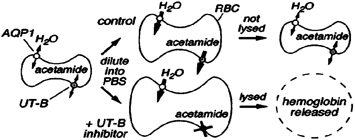 Urea transporter inhibitors, and preparation method and application thereof