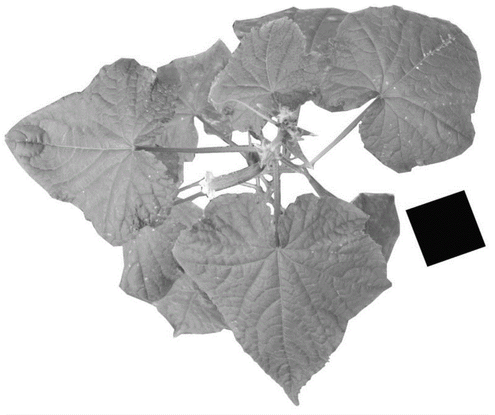 Plant population three-dimensional reconstruction error measurement method