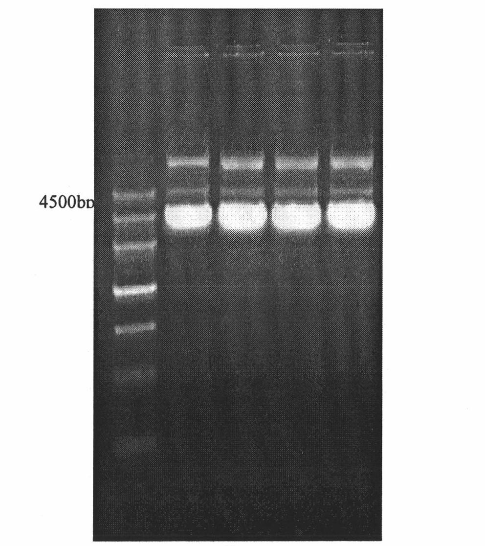 Method for screening effective shRNA of lipoprotein lipase gene