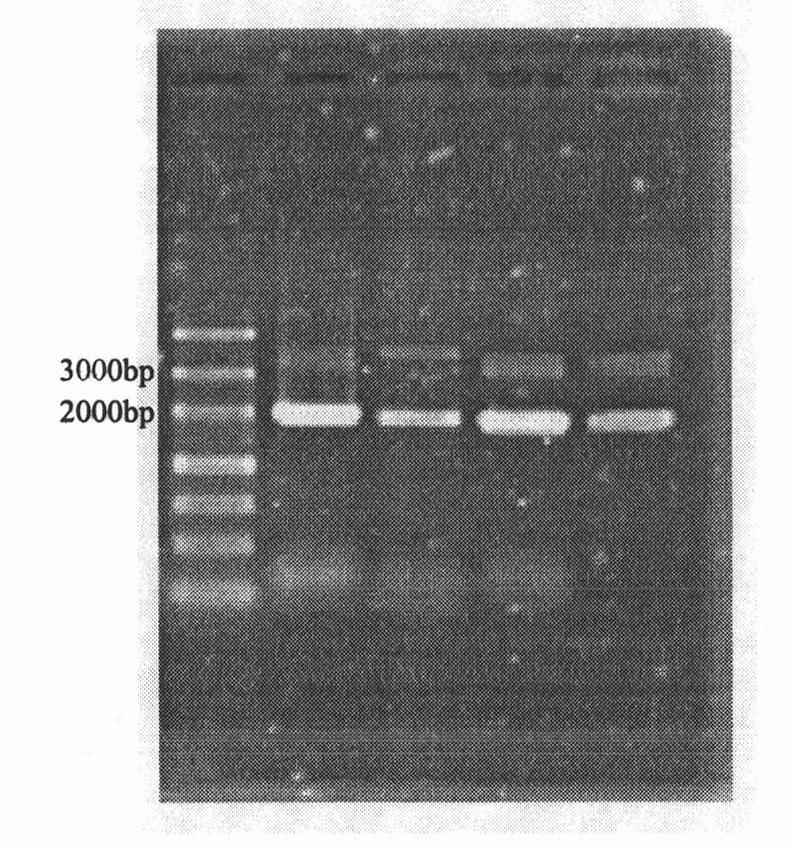 Method for screening effective shRNA of lipoprotein lipase gene