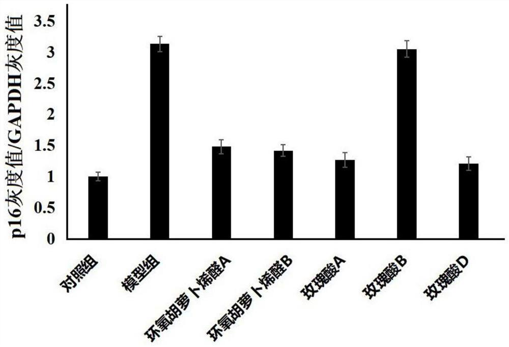 Application of rose acid d in anti-aging of hematopoietic stem cells