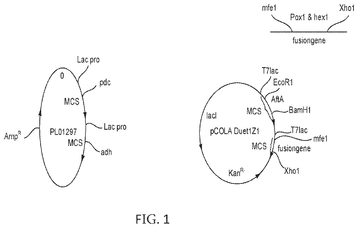 Synthetic fusion gene and its use thereof