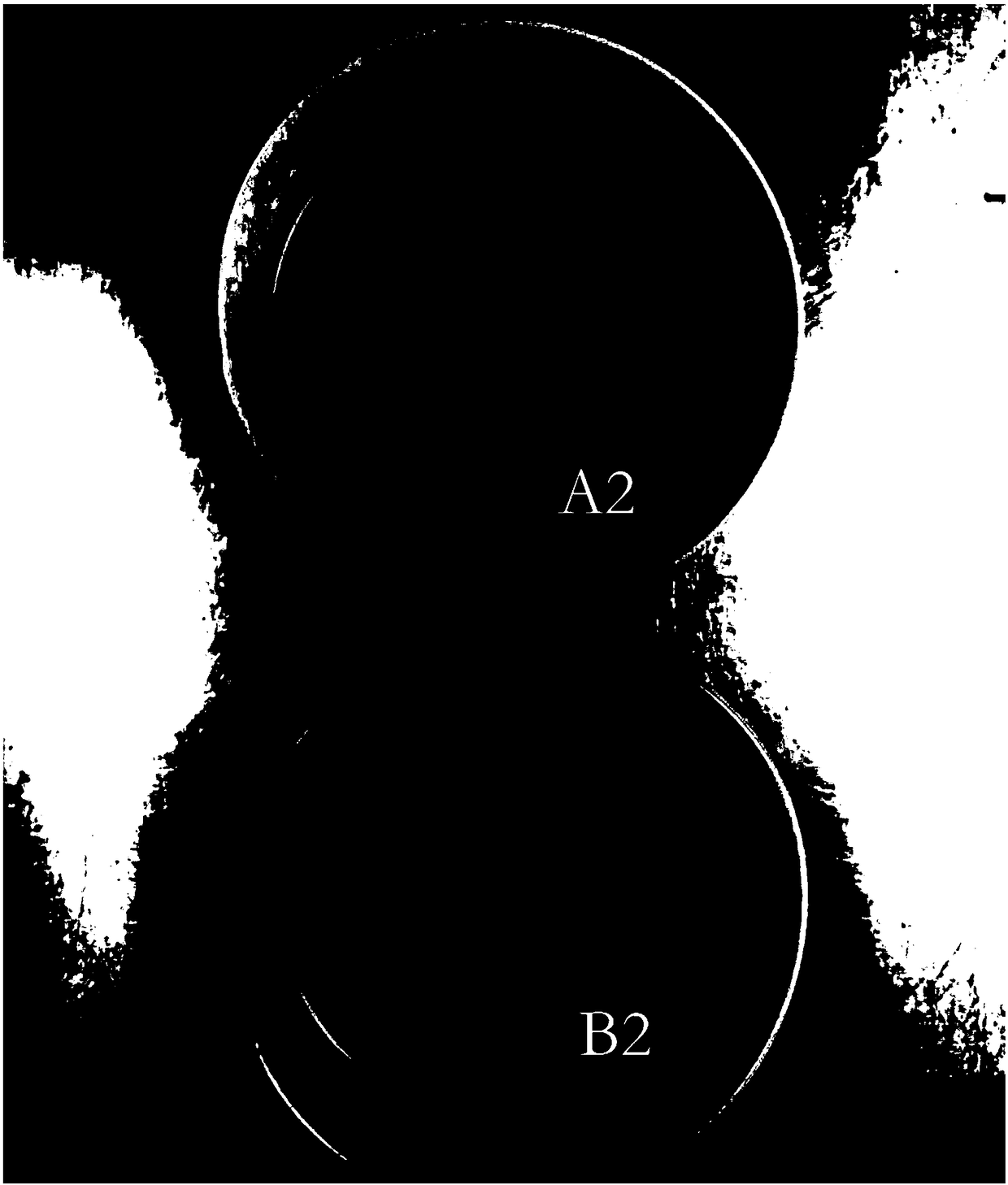 Golden cleistothecium shaped ascospore reproducing technology of bulk tea having golden cleistothecium shaped ascospores