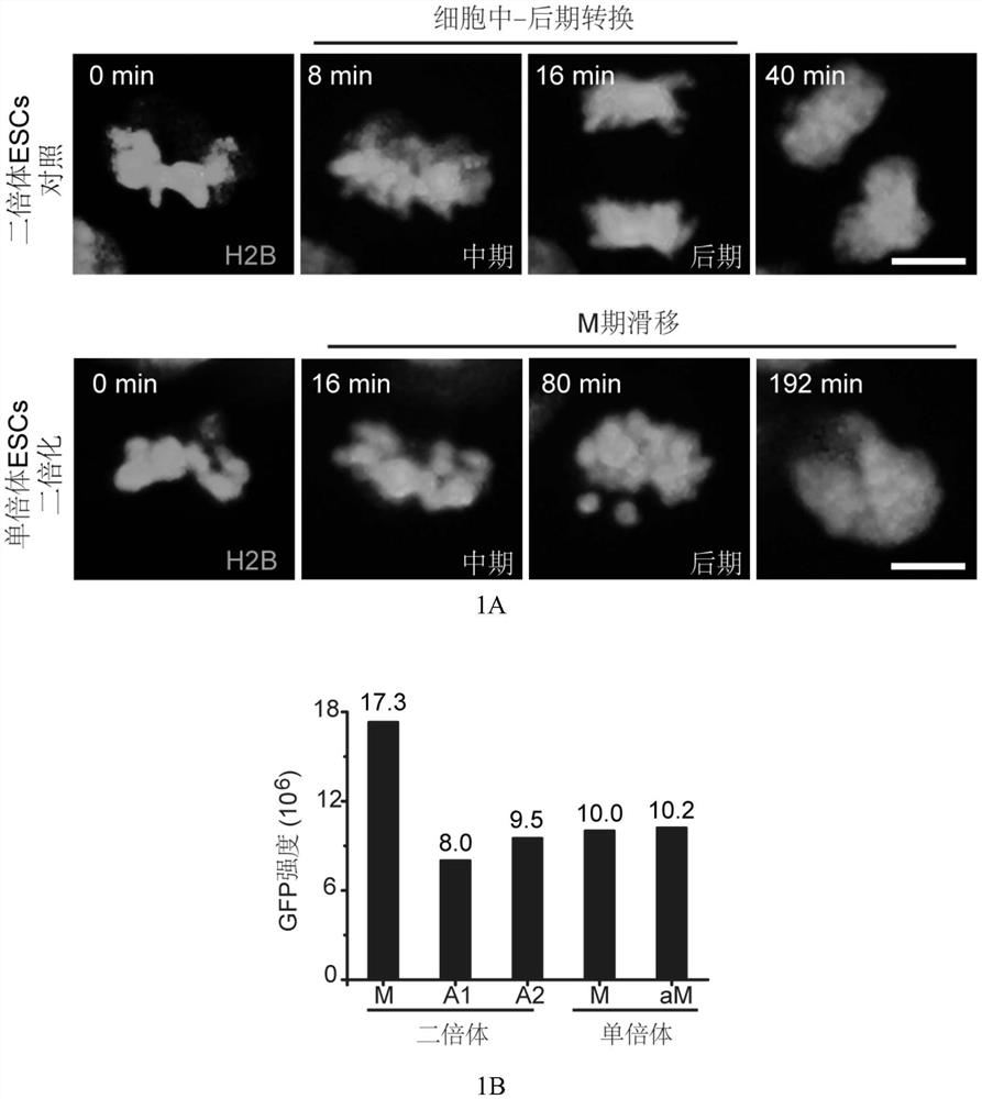 Use of protein kinase inhibitors in inhibiting diploidization of haploid cells