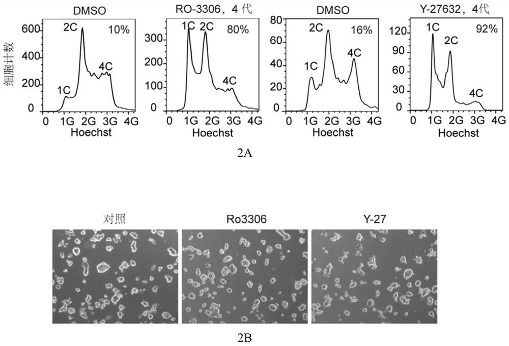 Use of protein kinase inhibitors in inhibiting diploidization of haploid cells