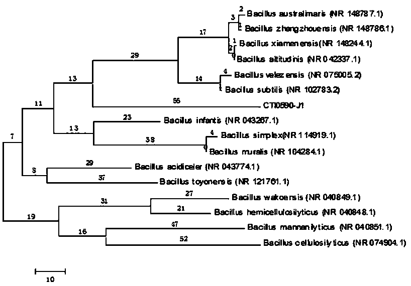 Method for degrading oily wastewater through PAM (Polyacrylamide)-SA (Sodium Alginate) immobilized microorganisms