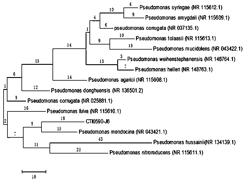 Method for degrading oily wastewater through PAM (Polyacrylamide)-SA (Sodium Alginate) immobilized microorganisms