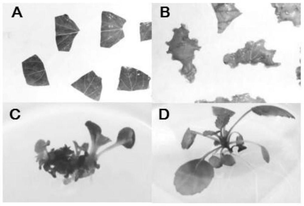 Method for promoting salvia miltiorrhiza bunge lateral root development and increasing tanshinone content in salvia miltiorrhiza bunge root, salvia miltiorrhiza bunge gene sequence and overexpression vector