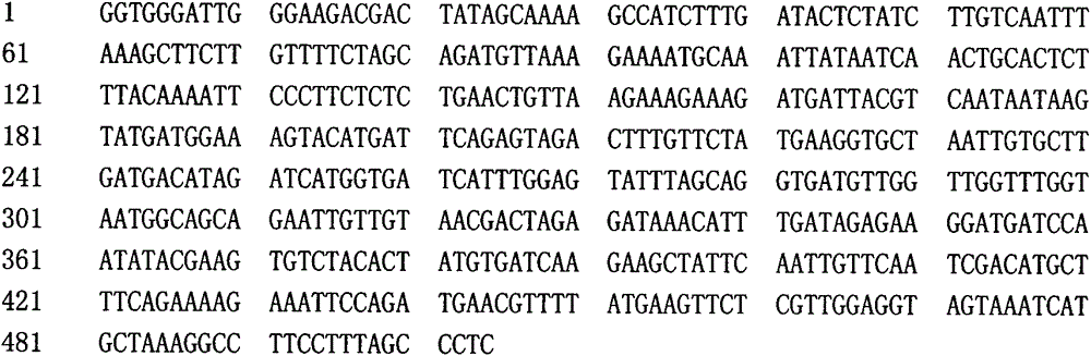 Loofah gummy stem blight-resistant gene segments or gene markers and application thereof