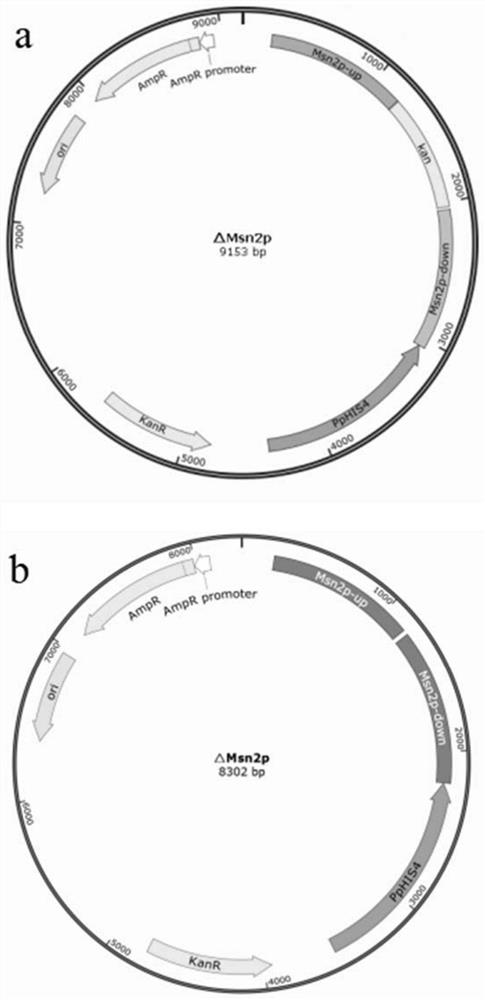 Application of Msn2p as negative regulatory factor in improvement of protein expression in host cells