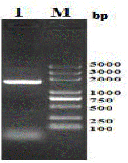 Chitin binding protein CBP58, and encoding gene and application thereof