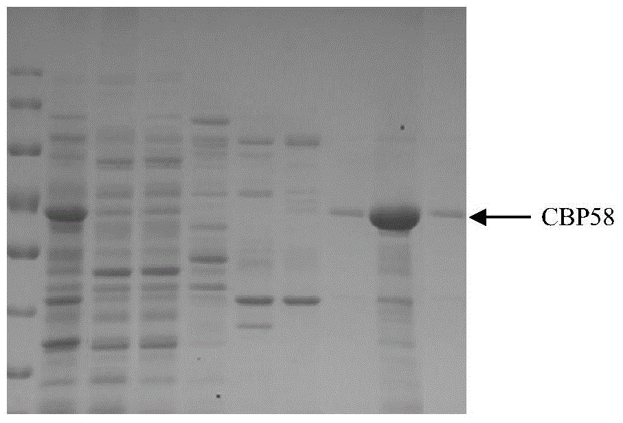 Chitin binding protein CBP58, and encoding gene and application thereof