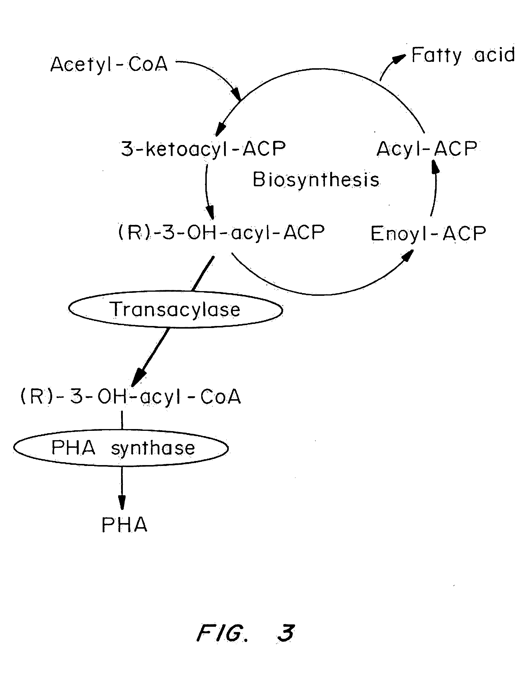 Multi-gene expression constructs containing modified inteins