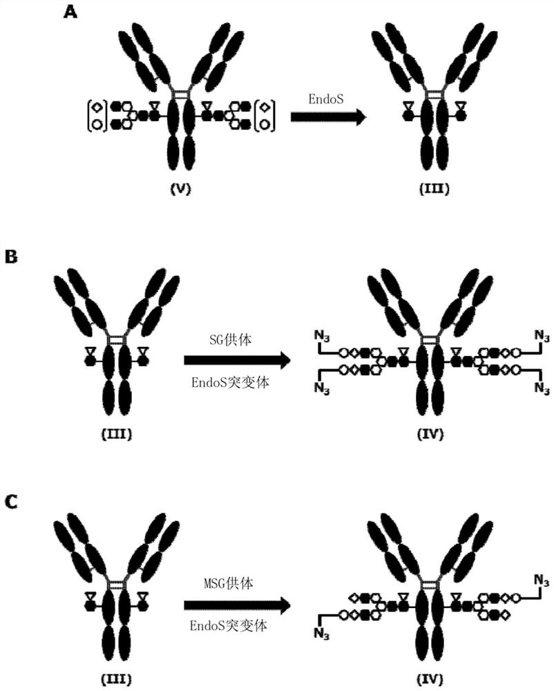 Novel cyclic dinucleotide derivative and antibody-drug conjugate thereof