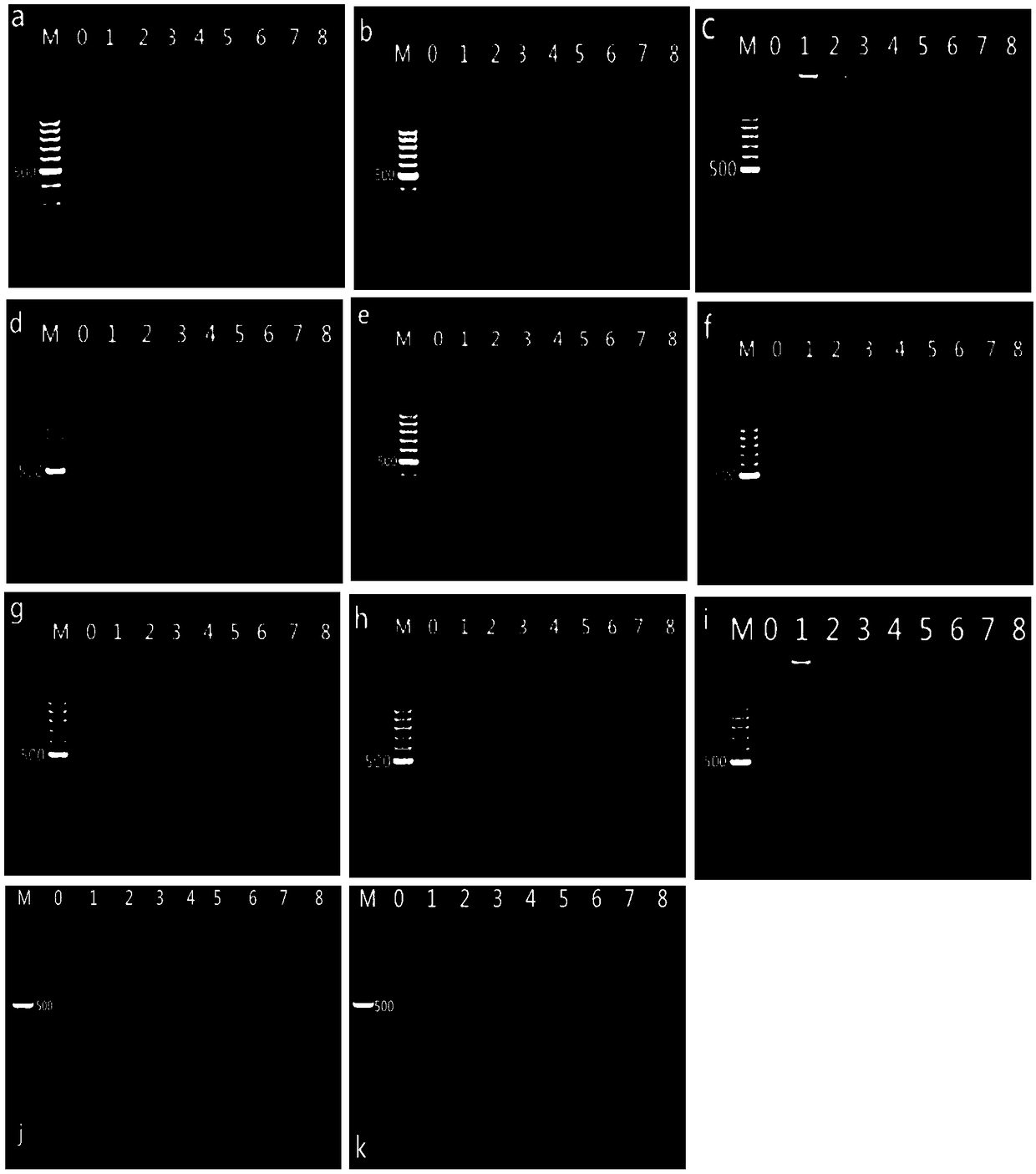Multiplex PCR detection kit and detection method for detecting thirteen types of transgenic soybeans