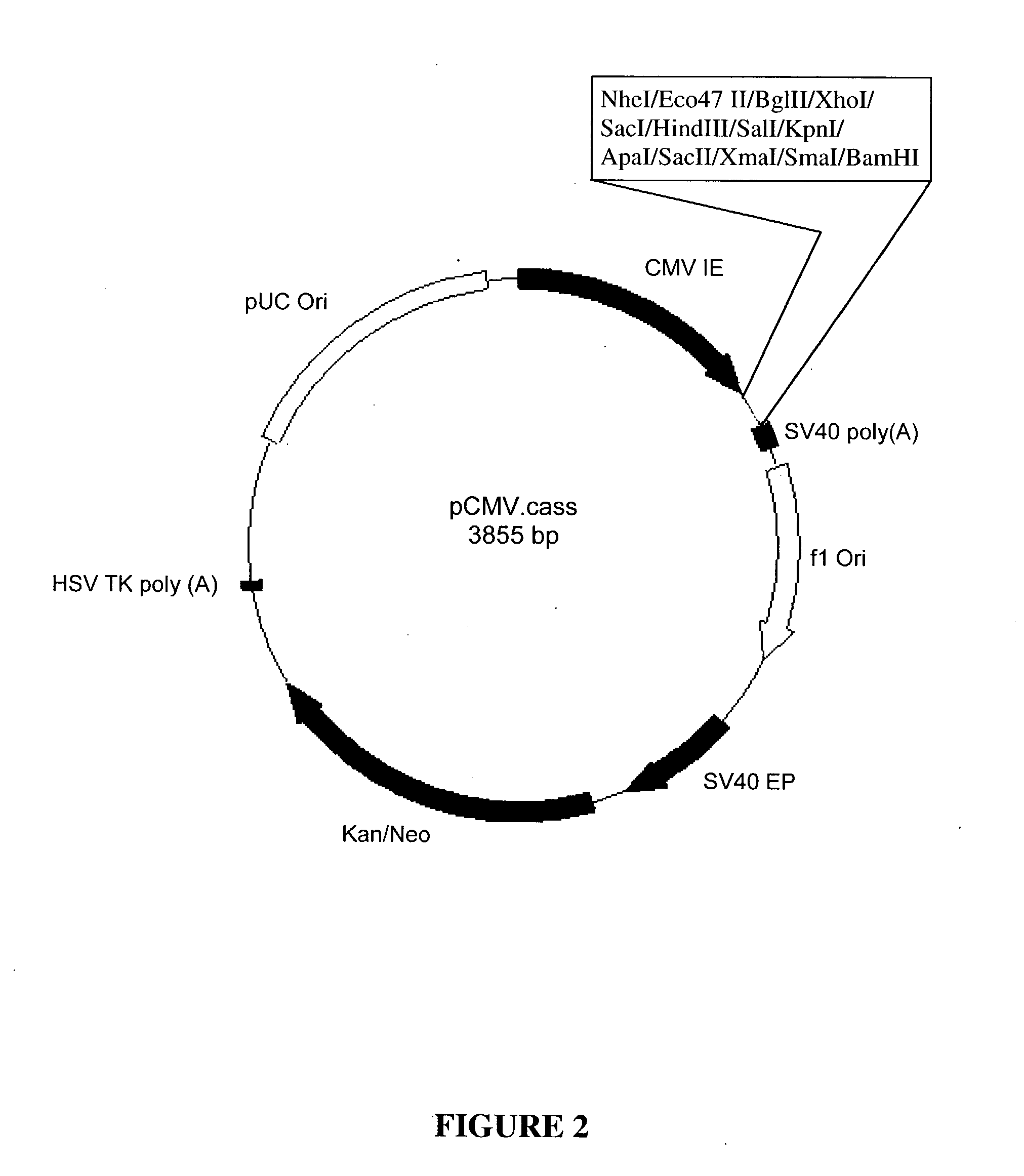 Synthetic genes and genetic constructs comprising same I